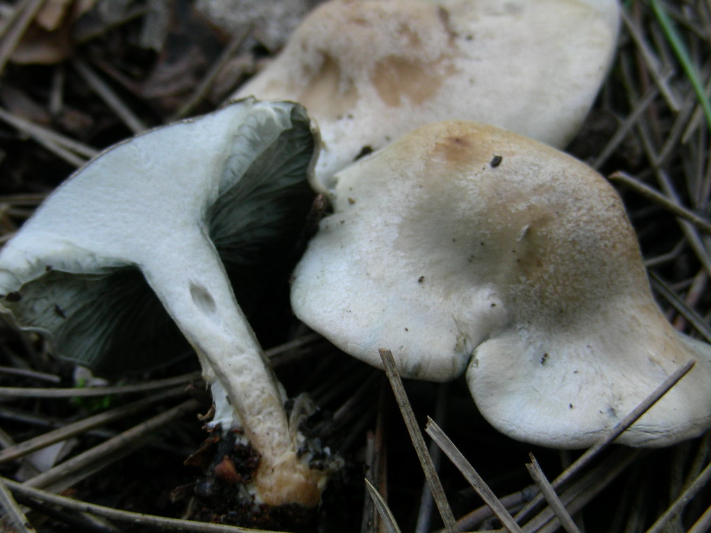 Clitocybe odora var.alba ..... in Abruzzo